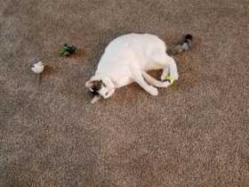 Lost Cat