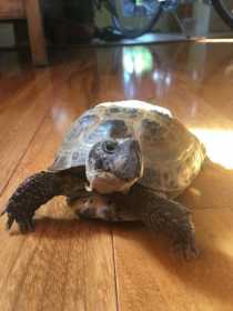 Lost Tortoise