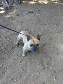 Lost Dog