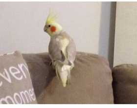 Lost Cockatiel