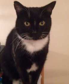 Lost Cat