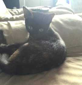 Lost Cat