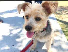 Lost Dog