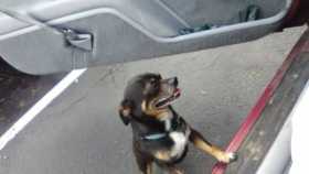 Lost Dog