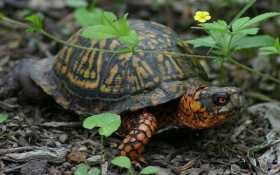 Lost Tortoise