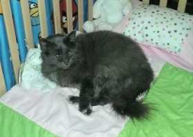 Lost Cat