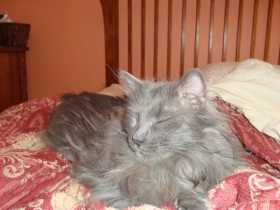 Lost Cat