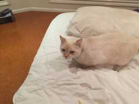 Lost Cat