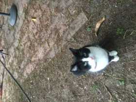 Lost Cat