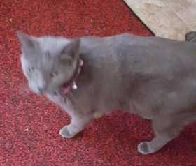 Lost Cat
