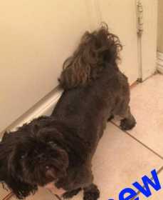 Lost Dog