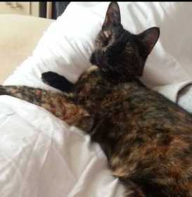 Lost Cat