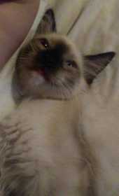 Lost Cat