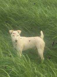 Lost Dog