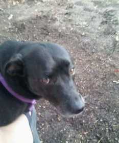 Lost Dog