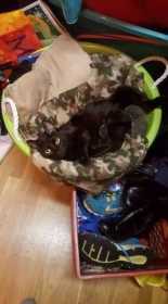 Lost Cat