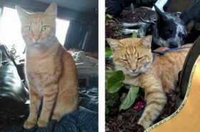 Lost Cat