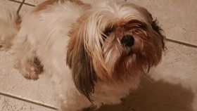 Lost Dog