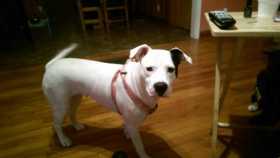 Lost Dog