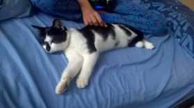 Lost Cat