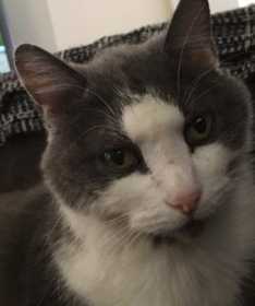 Lost Cat
