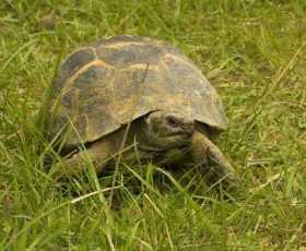 Lost Tortoise