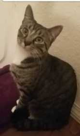 Lost Cat