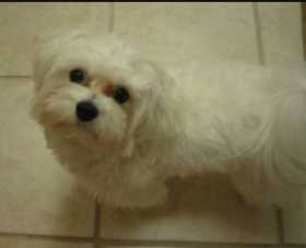 Lost Dog