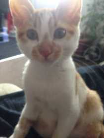 Lost Cat