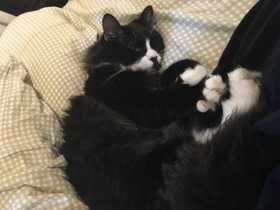 Lost Cat