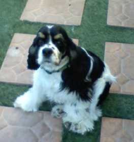 Lost Dog