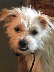 Lost Dog