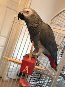 Lost African Grey