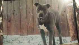Lost Dog