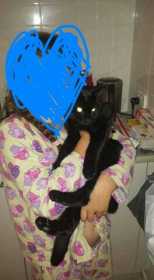 Lost Cat