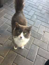 Lost Cat