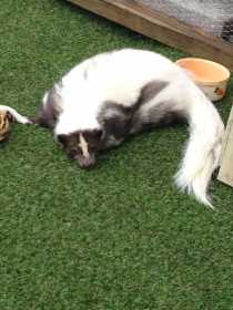 Lost Skunk