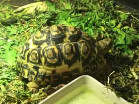 Lost Tortoise