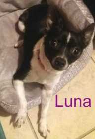 Lost Dog