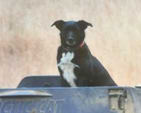 Lost Dog