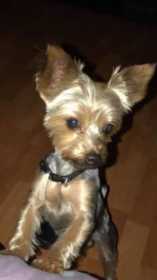 Lost Dog