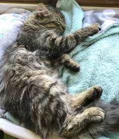 Lost Cat