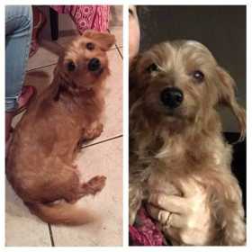 Lost Dog
