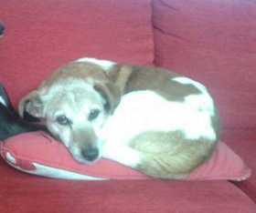 Lost Dog
