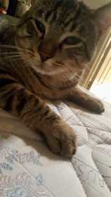 Lost Cat