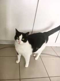 Lost Cat