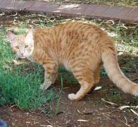 Lost Cat