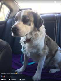 Lost Dog
