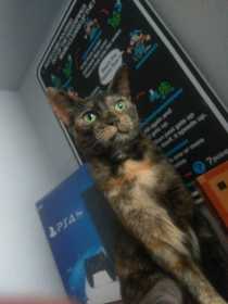 Lost Cat