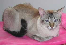Lost Cat